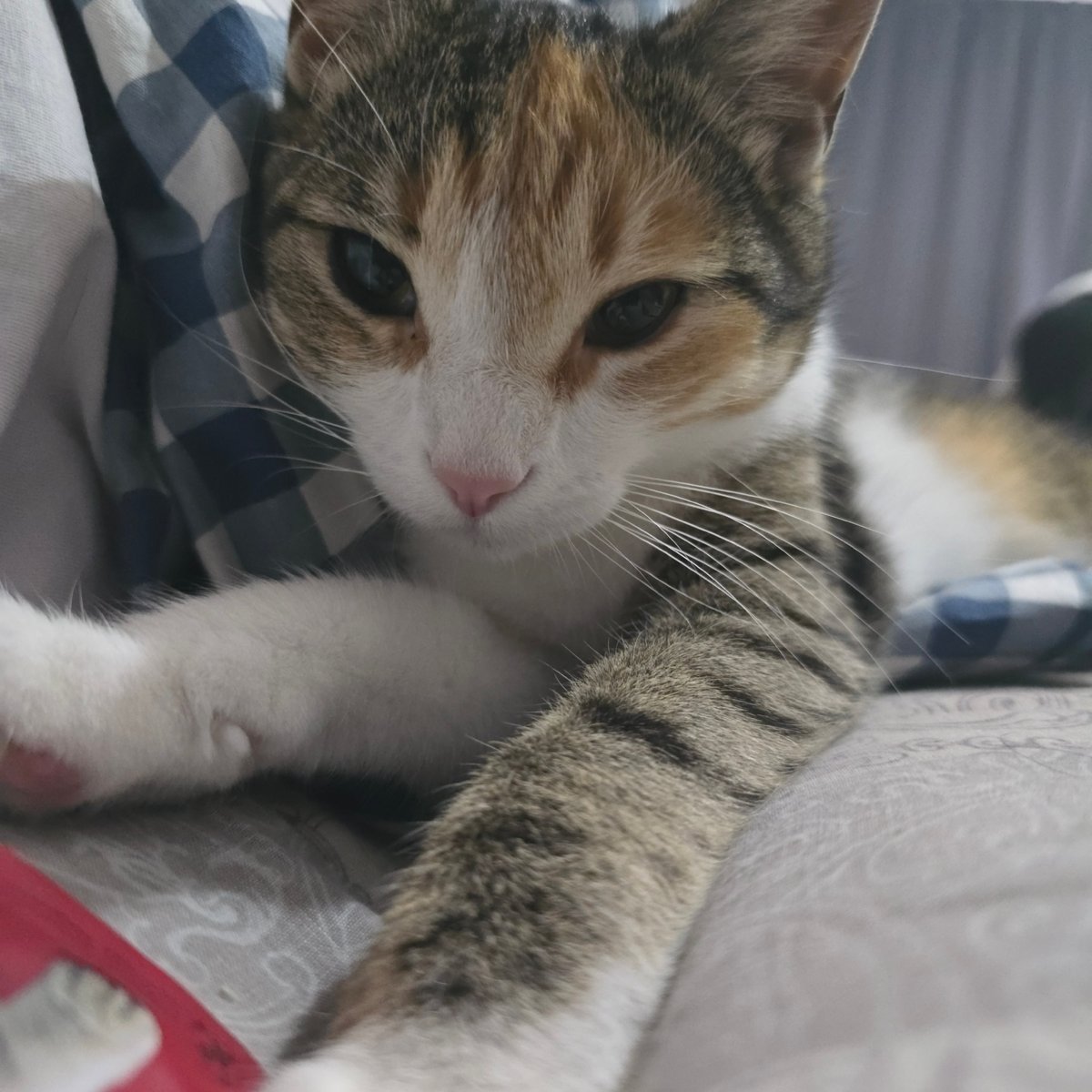 Calico cat at home in Rostov-on-Don, just doing cat things