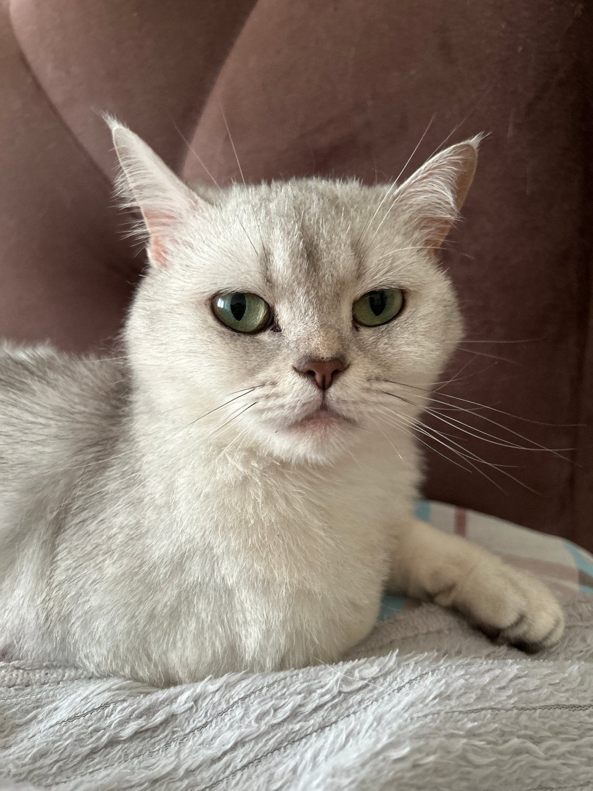 British Shorthair cat lounging across cozy home surfaces