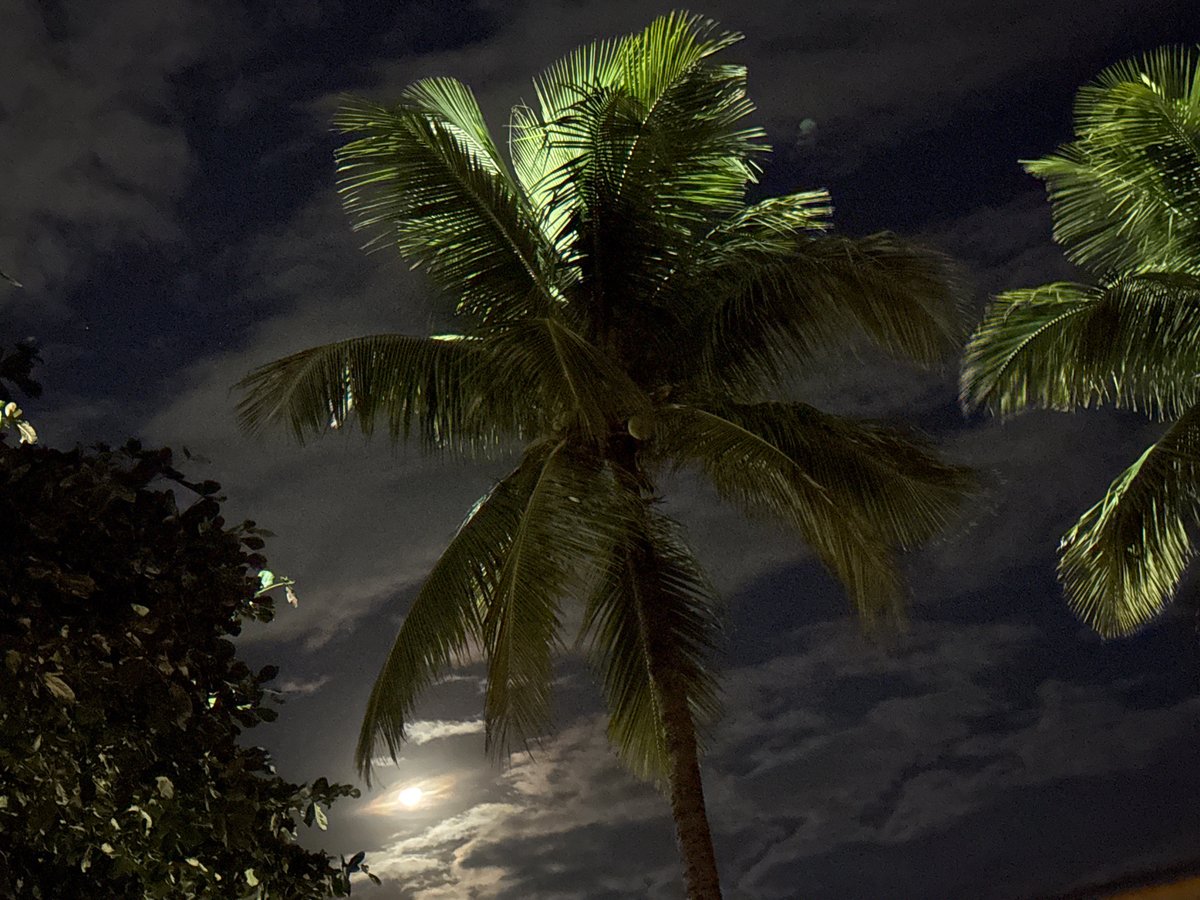 Green-lit palm tree observed on Rio coastline during night hours