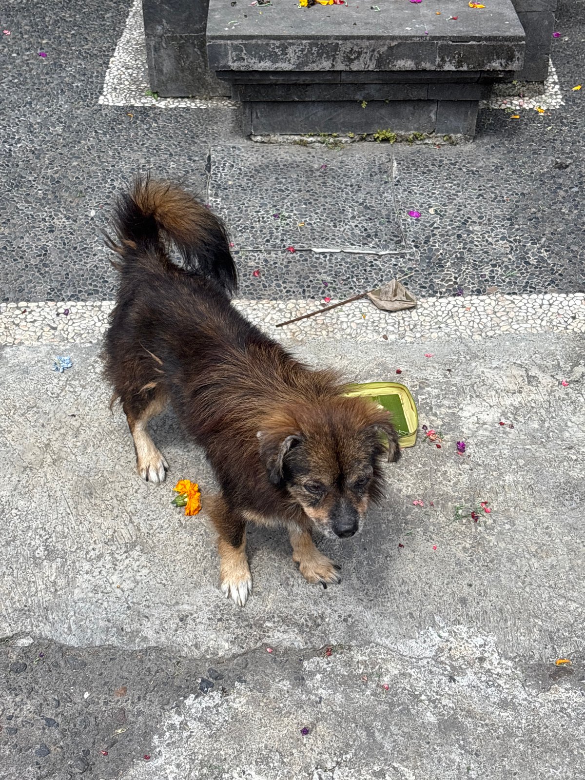 Morning pastoral walk documented in Kuta Selatan, Indonesia