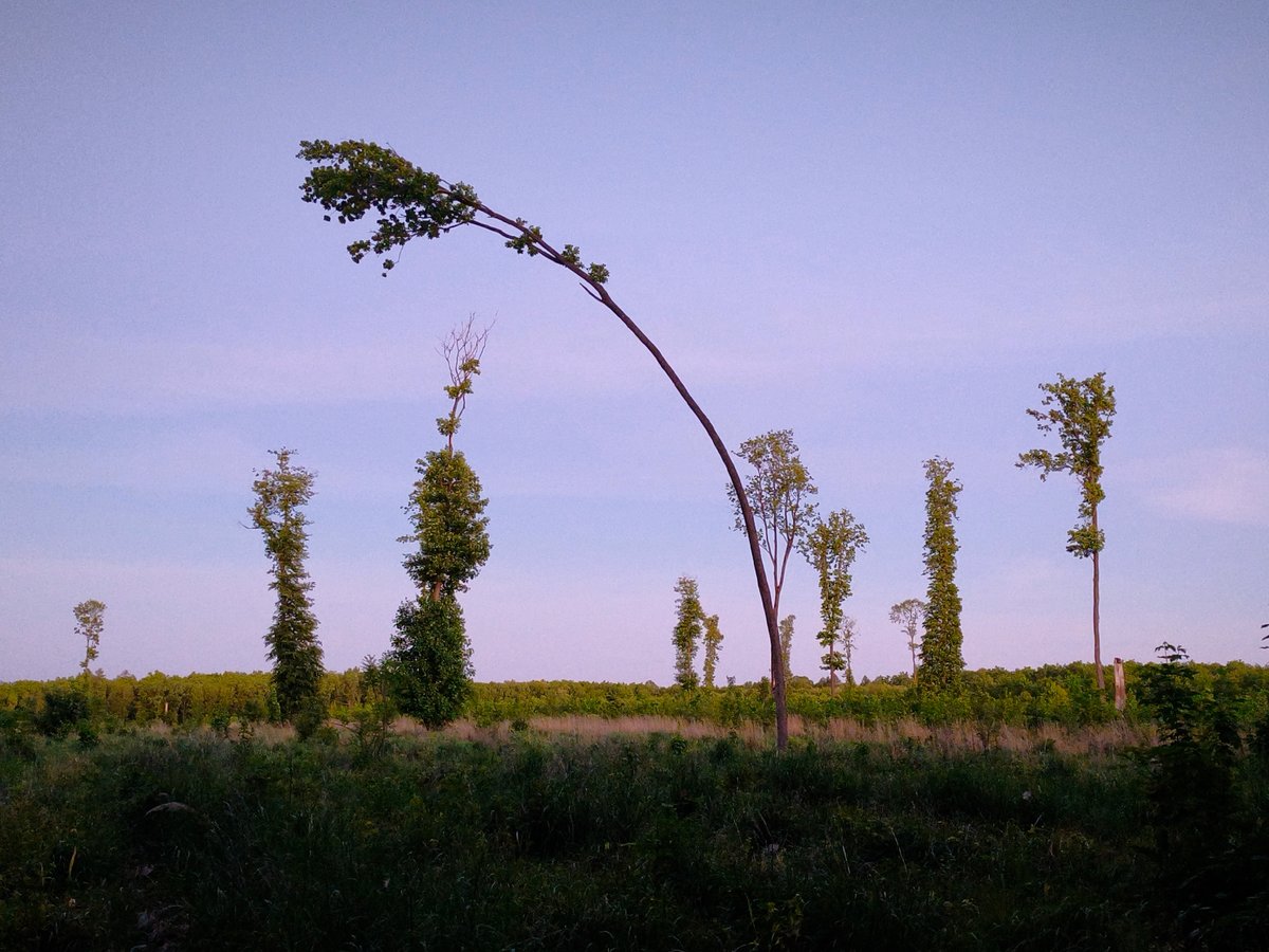 Rural landscapes documented across western Ukraine countryside at dusk