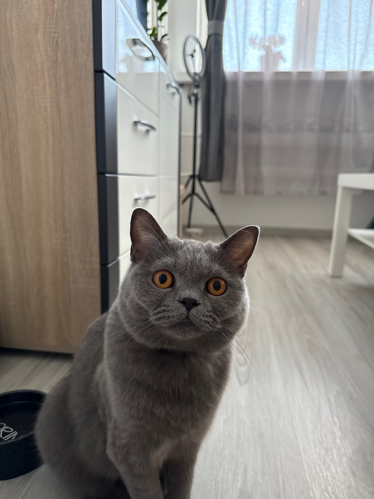 Zielona Góra streets and a grey cat at home