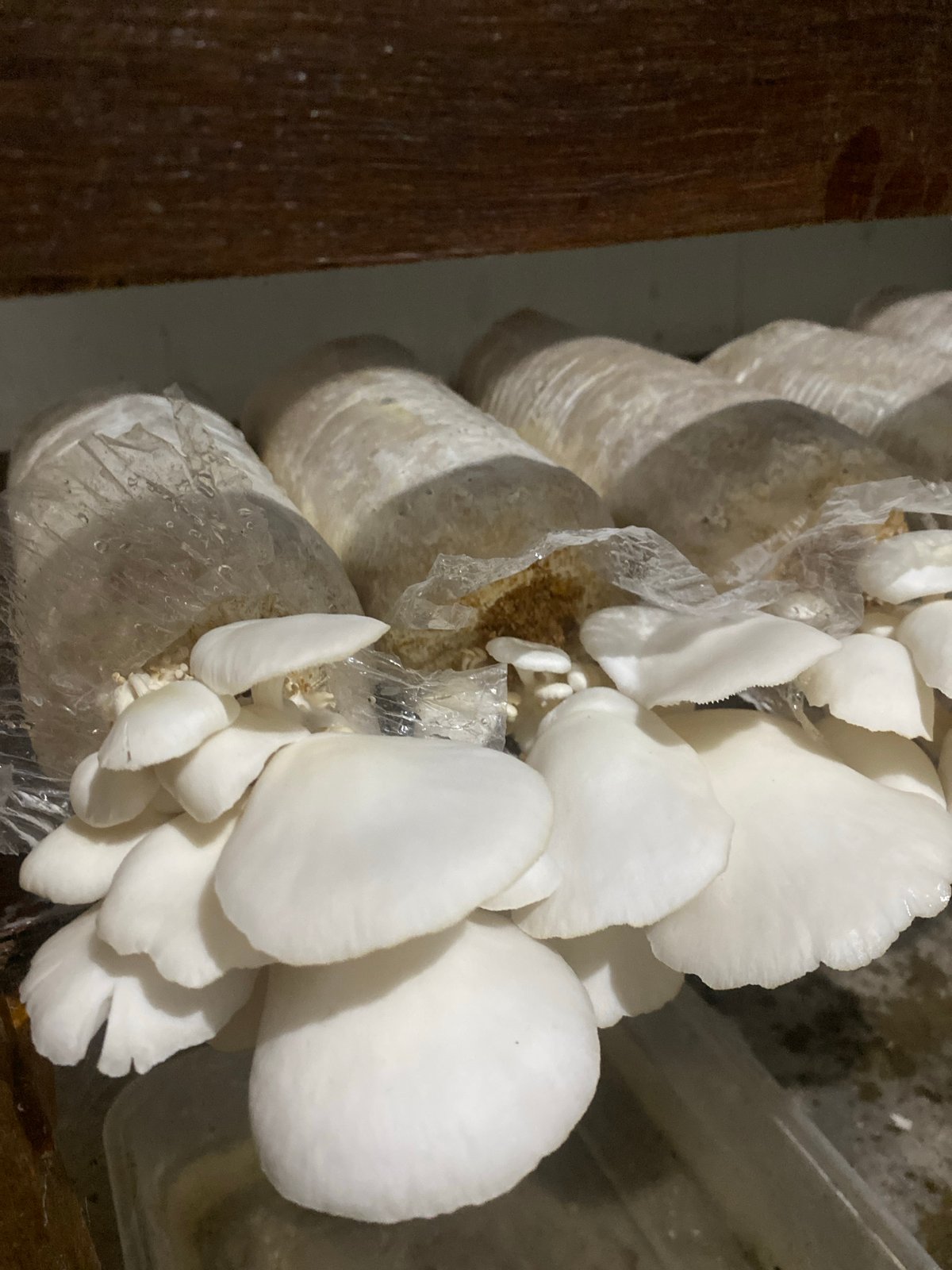 Oyster mushroom grow setup in Banjarbaru, with a cat in the mix
