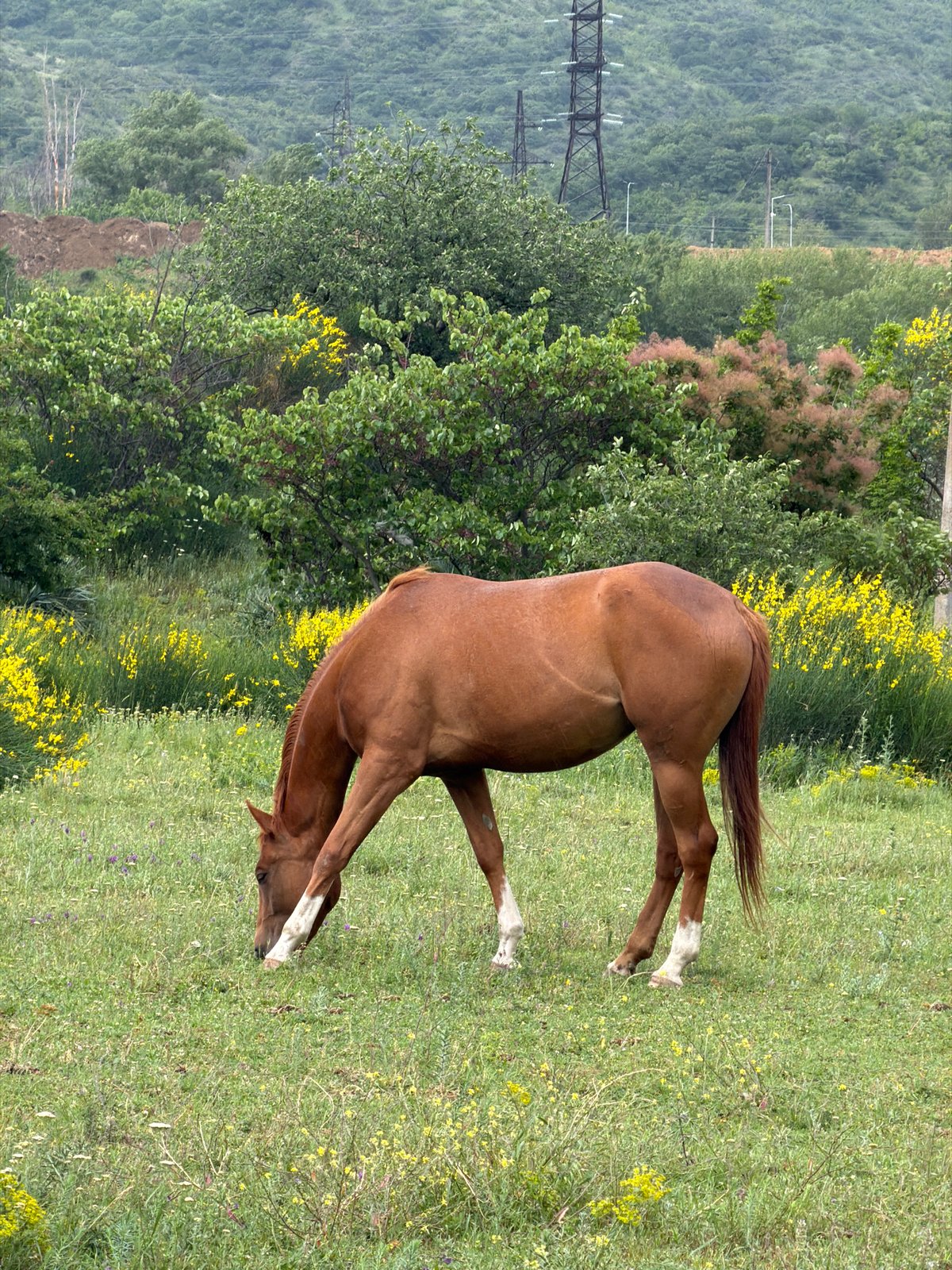 Horses graze near historic Mtskheta during rainy Georgian afternoon