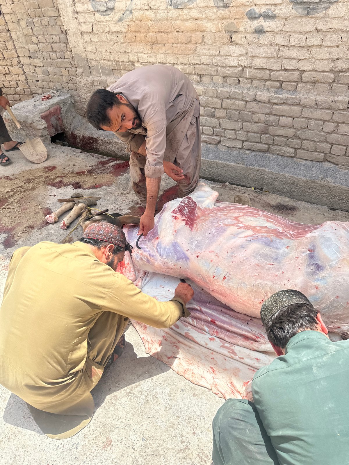 Men butcher large animal carcass in Quetta courtyard