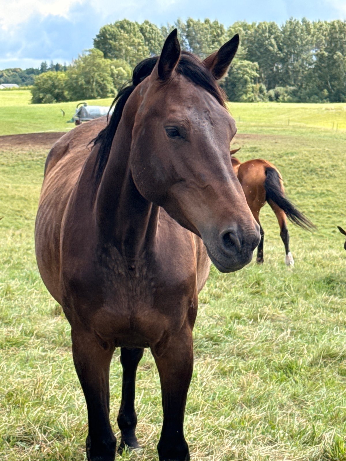 Mixed herd of horses grazing in a Lithuanian meadow