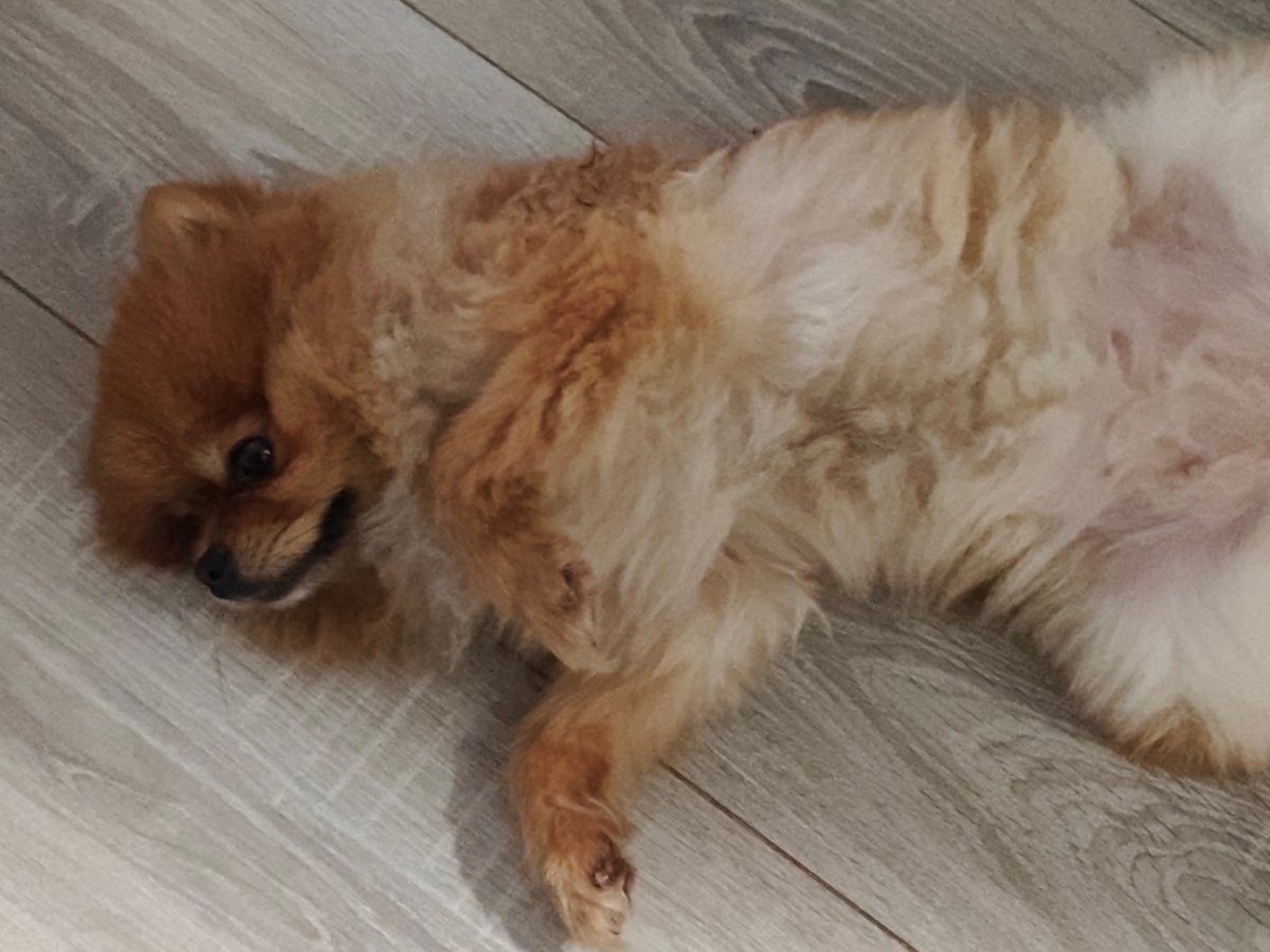 Cats and dogs deep in their comfort zones at home