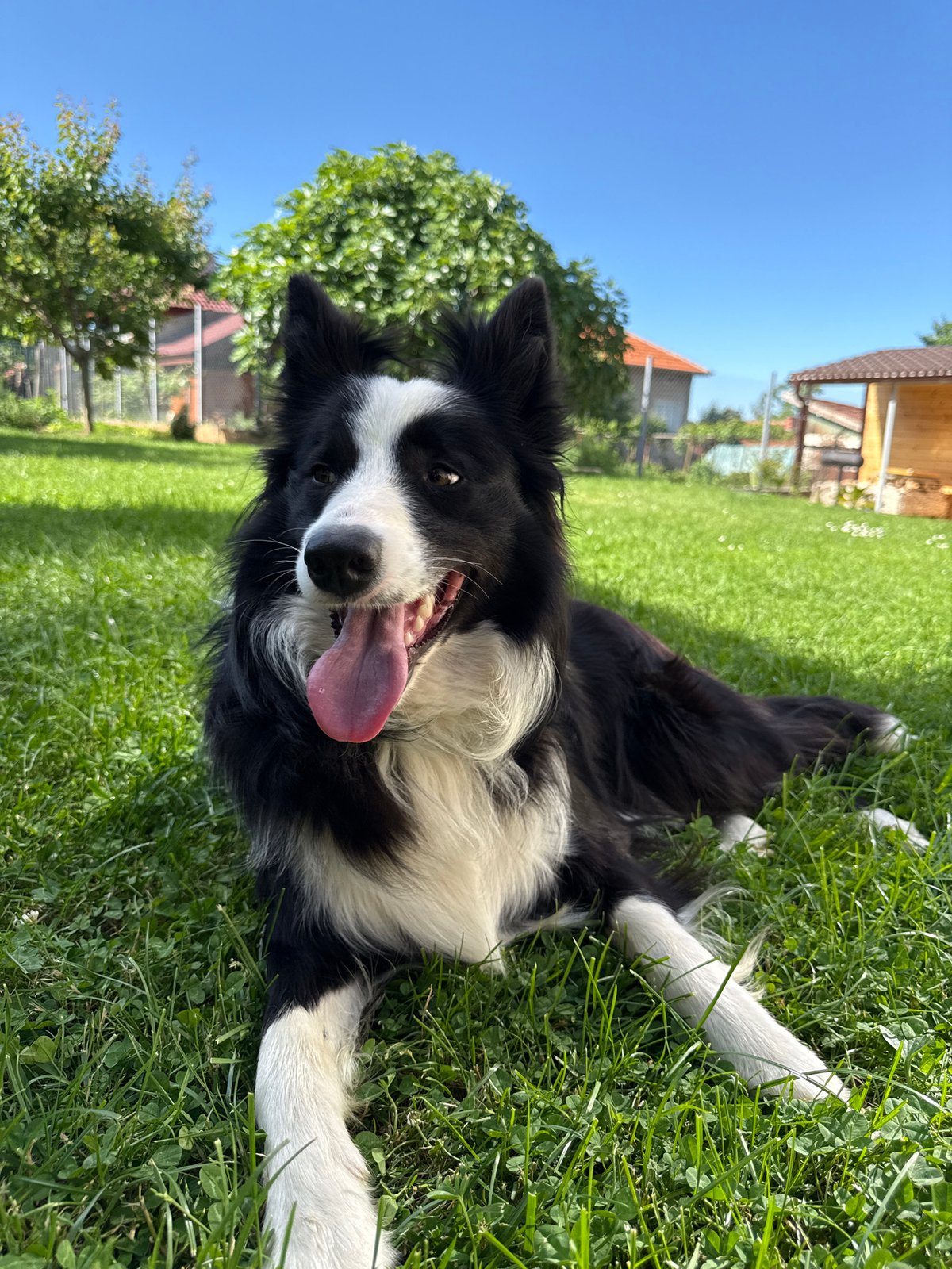 Border Collie relaxes in Bulgarian yard with orange cat