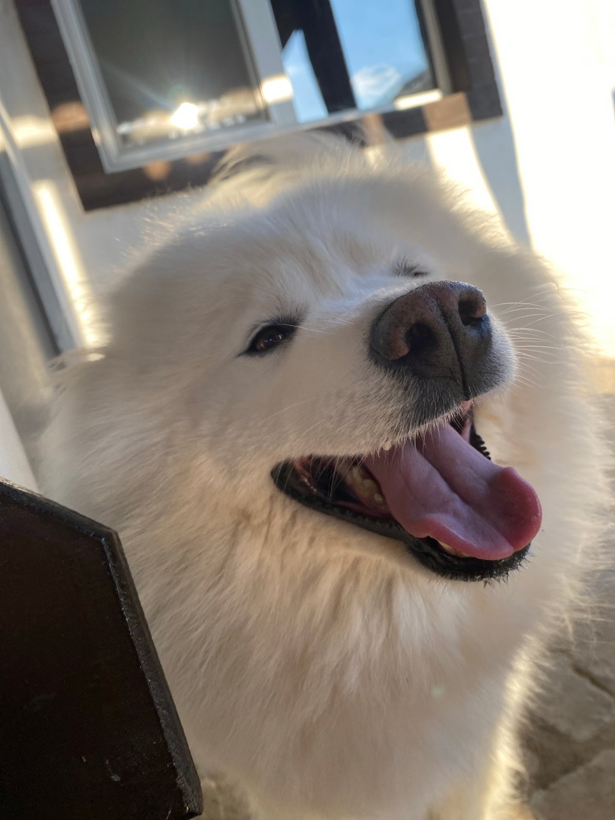 Close-up shots of a panting white Samoyed dog