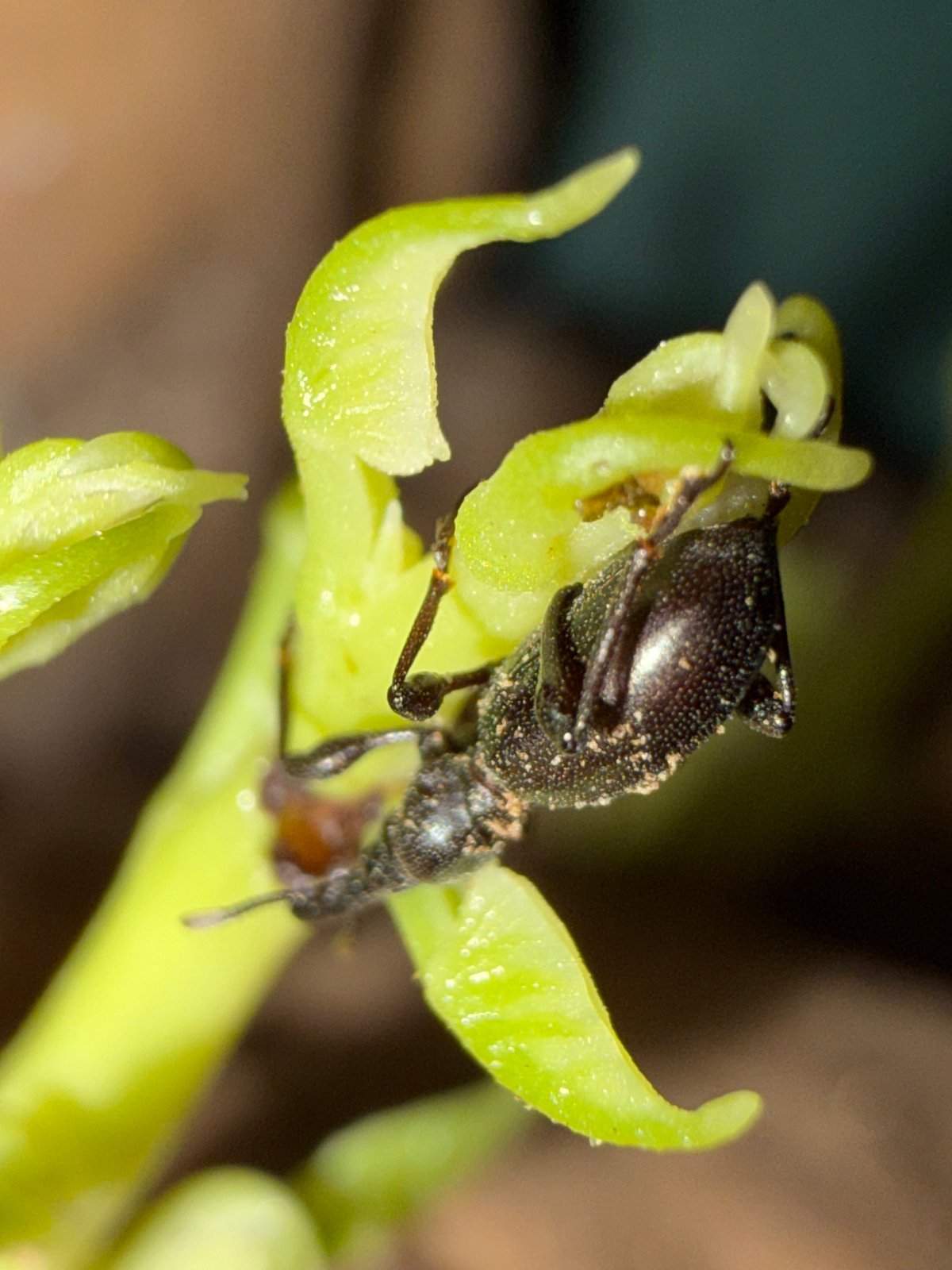 Small insect photographed on plant in Igboefon, Nigeria