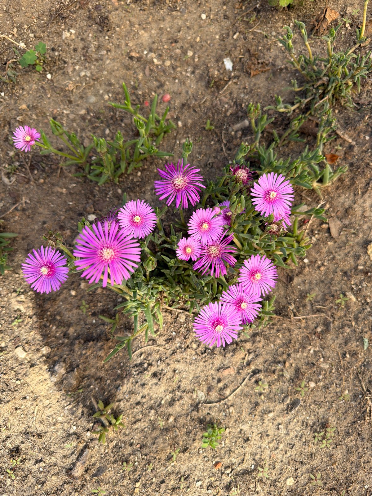 Afternoon stroll through Pazardzhik captures urban flora and streetscapes
