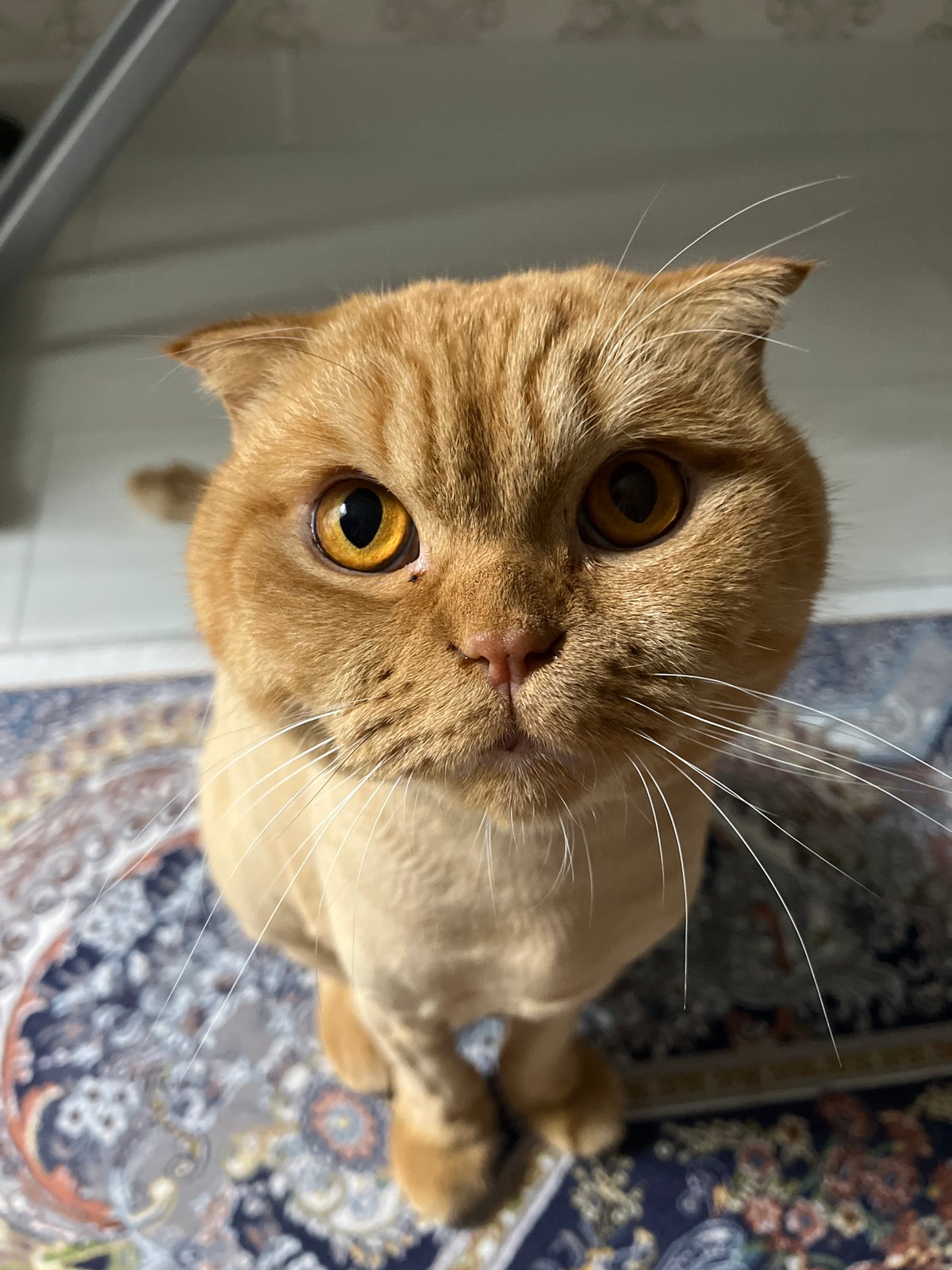 Orange tabby up close, then back to eating in Almaty