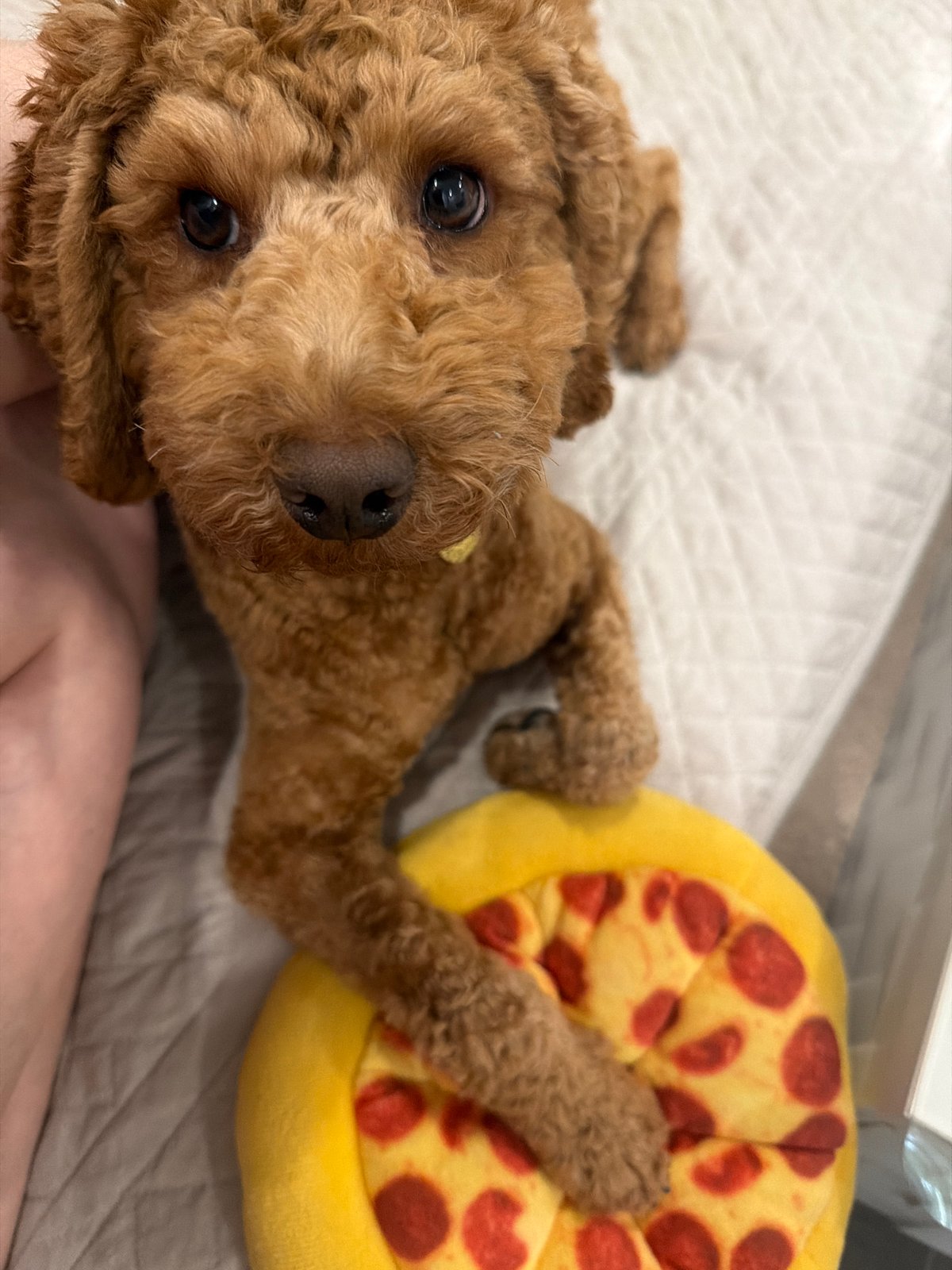 Brown poodle naps and poses with a pizza plush toy