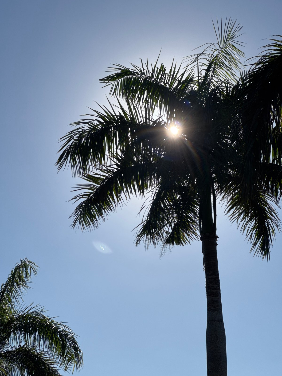 Palm-lined roads and a stone statue on a sunny Bali morning