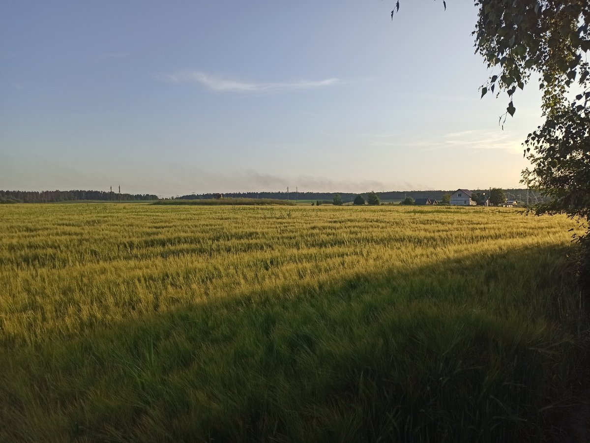 Golden grain fields near Minsk caught in late afternoon light