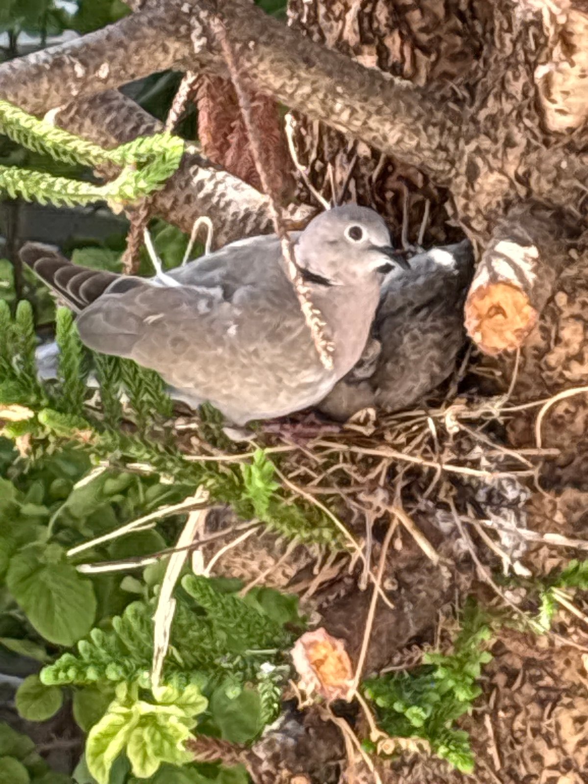 Bird nest in Ilion holds egg and hatchlings