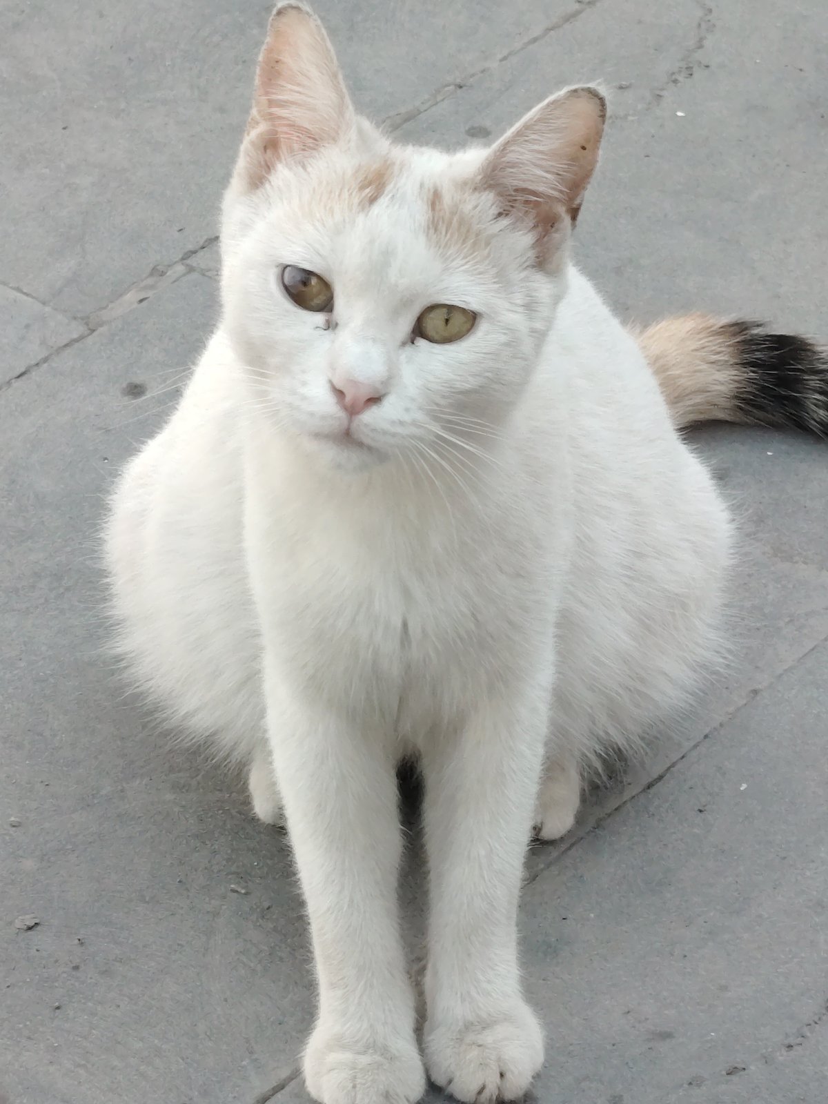 Morning street life documented across Yerevan neighborhoods