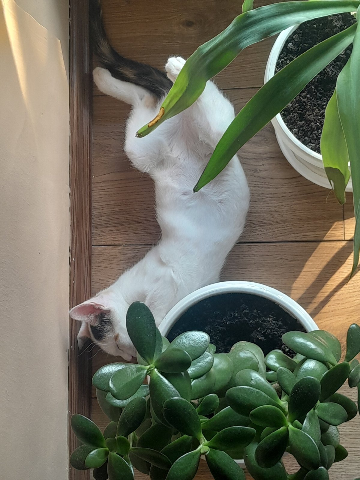 Calico cat lounges and plays on a wooden floor in Subotica