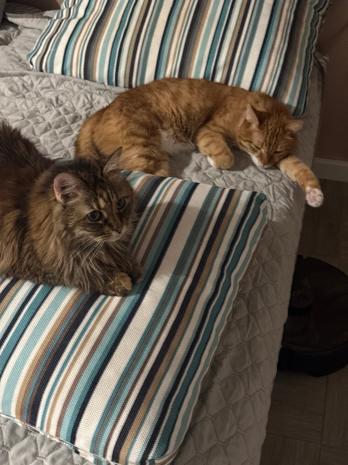 Cats, eyewear, and breezy streets in Bar, Montenegro
