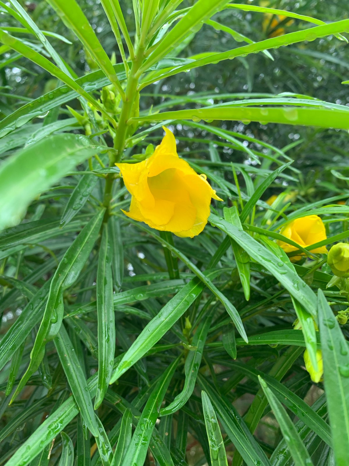 Morning scenes captured in Rafin Par Nigeria during rainy weather
