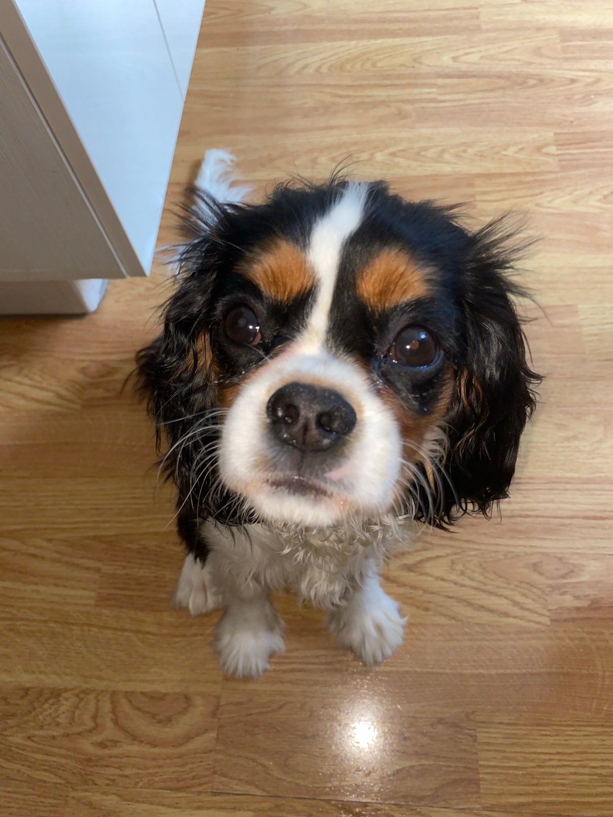 Pets photographed in Votkinsk home moments apart