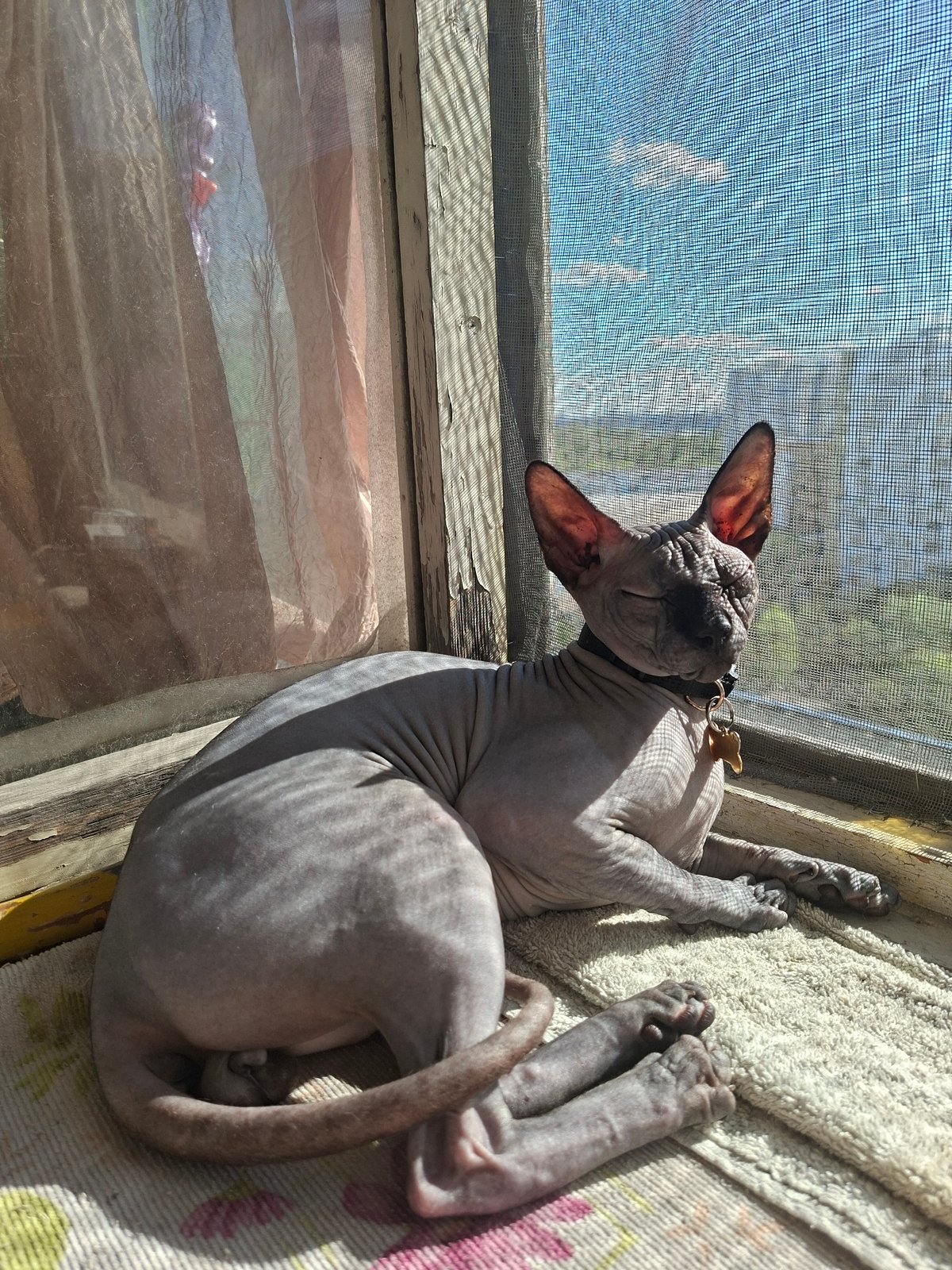 Sphynx cats lounge on Moscow windowsills on a sunny afternoon