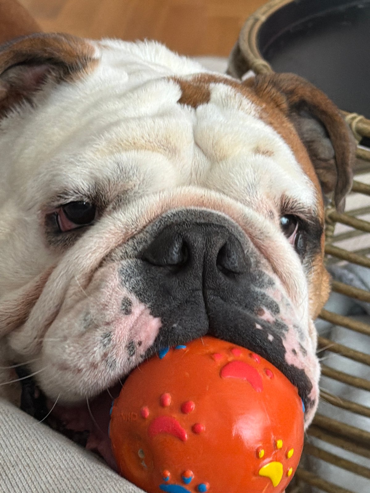English Bulldog photographed at home in Sofia during afternoon