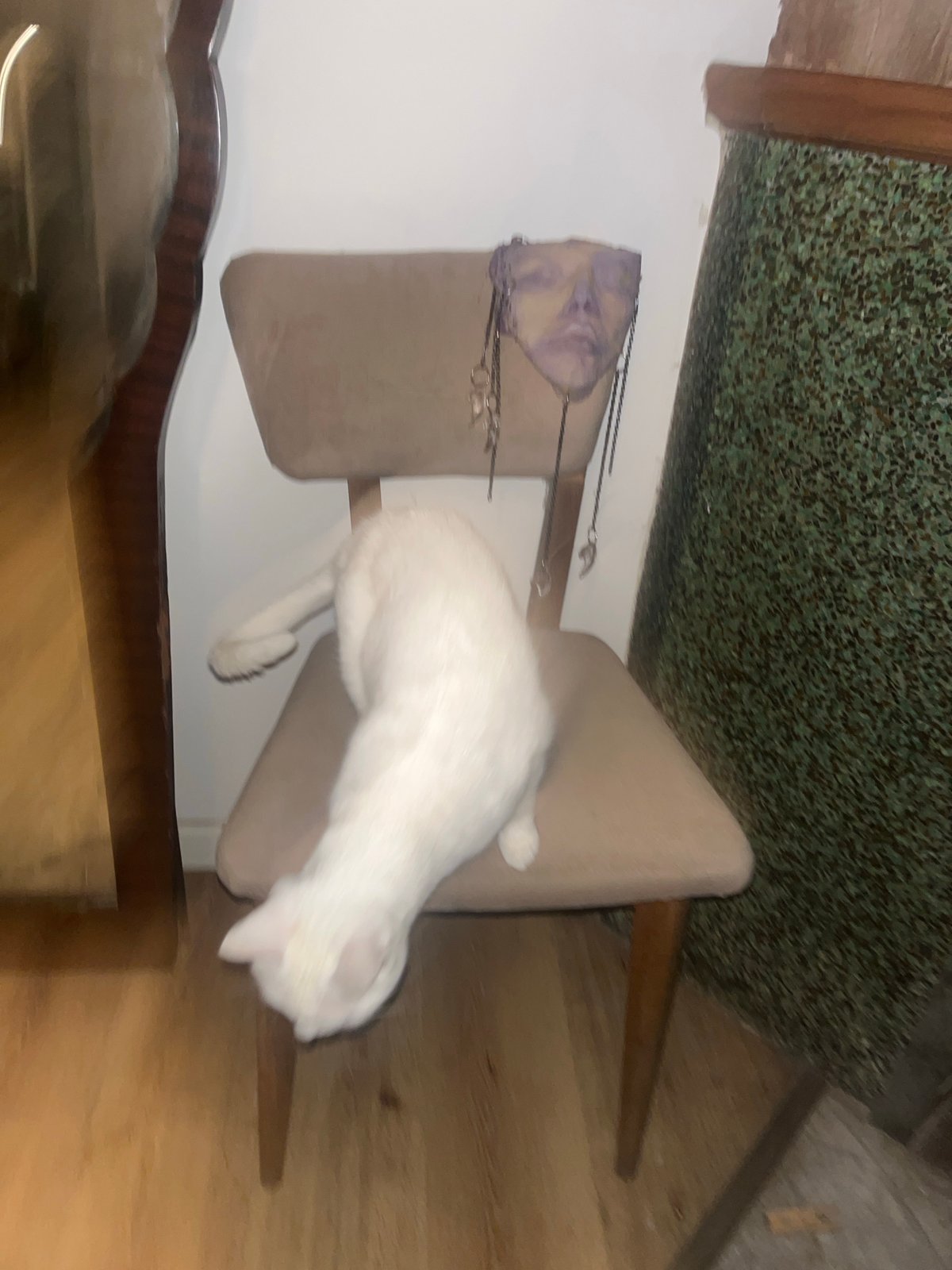 White cat rests on chair in Buenos Aires home