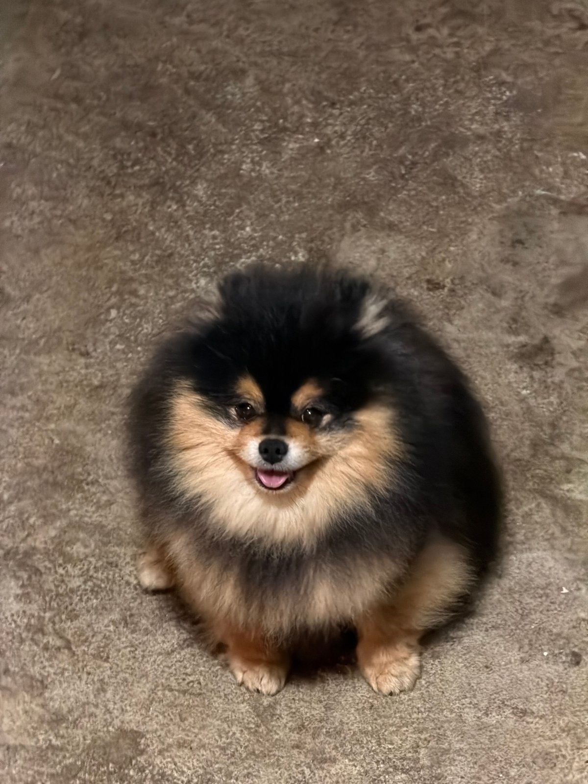 Person pets Pomeranian dogs at Bulgarian animal enclosure