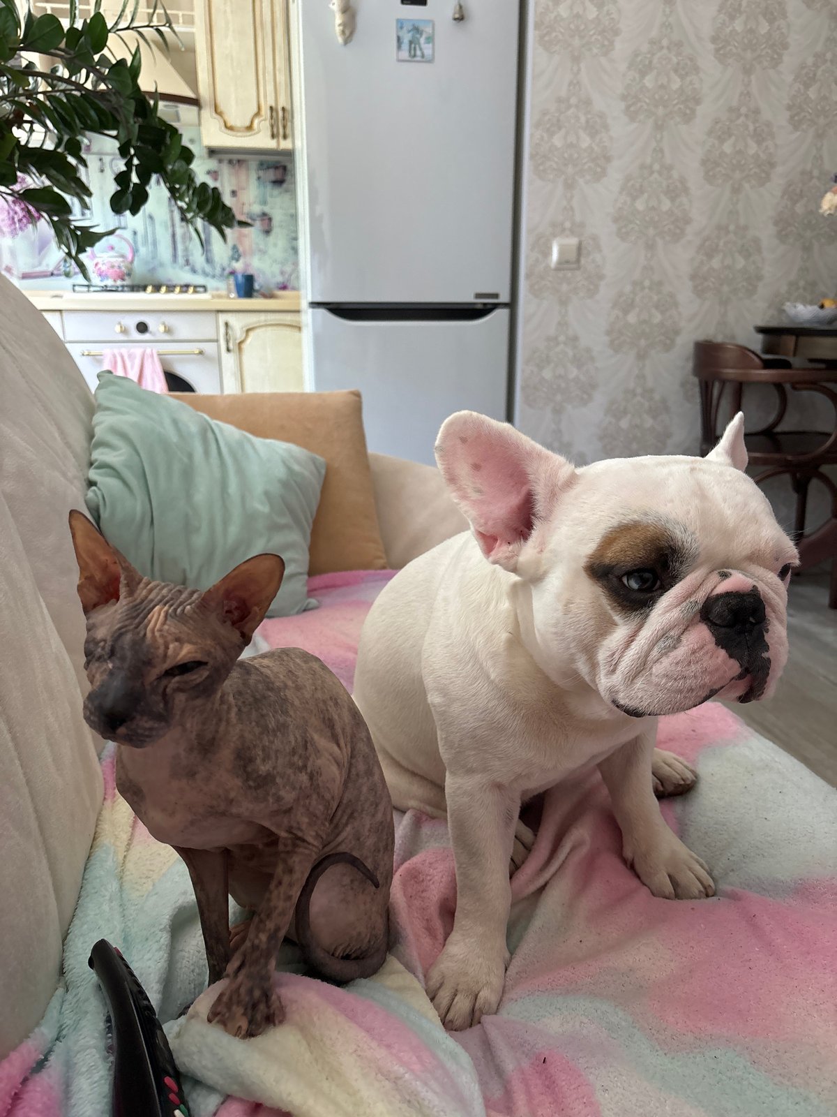 Pets and outdoor hangouts on a summer morning in Chaikovsky