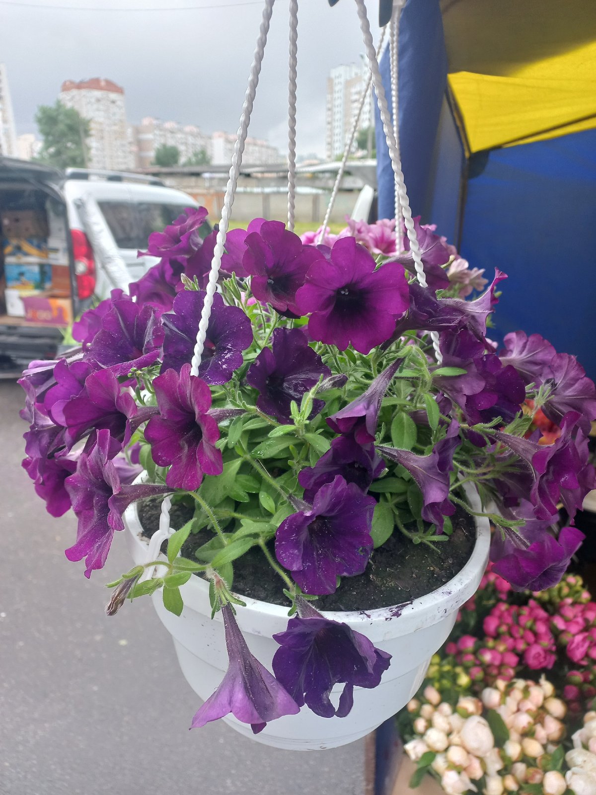 Morning flower garden documented in rain-soaked Kyiv