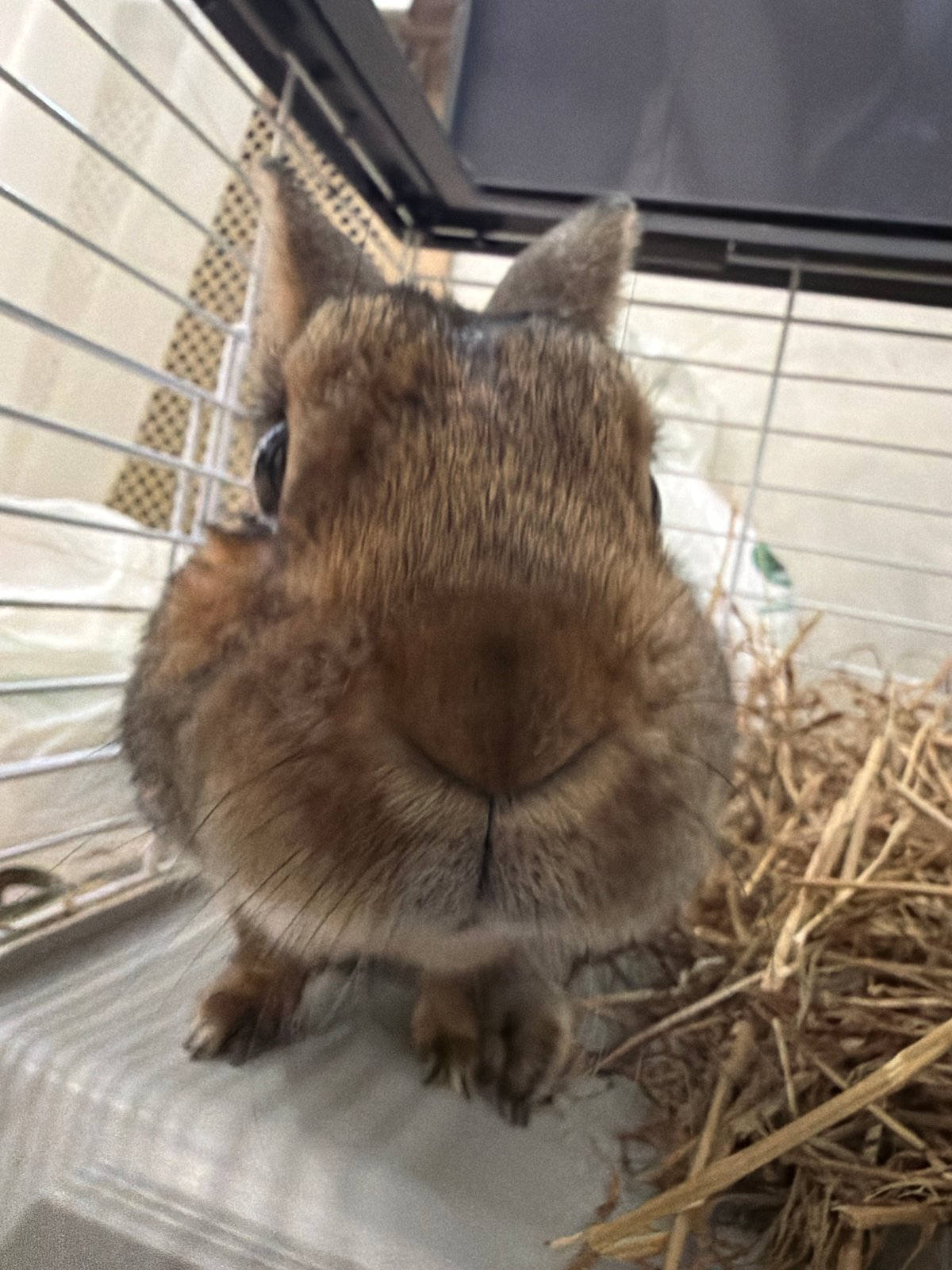 Pet life documented across Solikamsk during afternoon hours