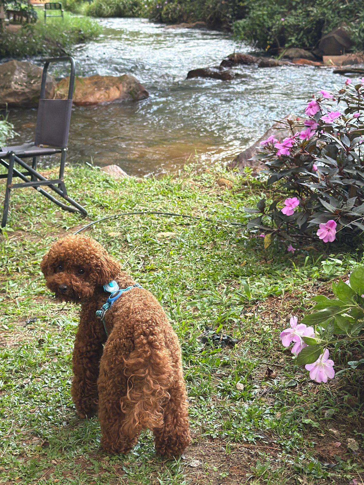Poodle morning at a Da Lat stream garden
