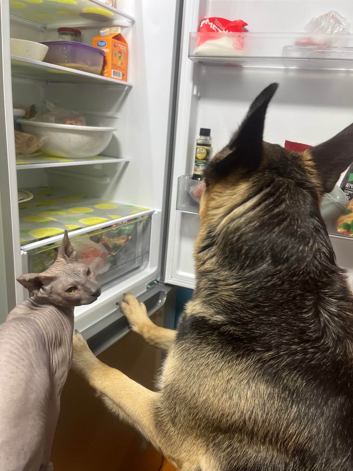 German Shepherds and a Sphynx cat at home in Nizhny Tagil