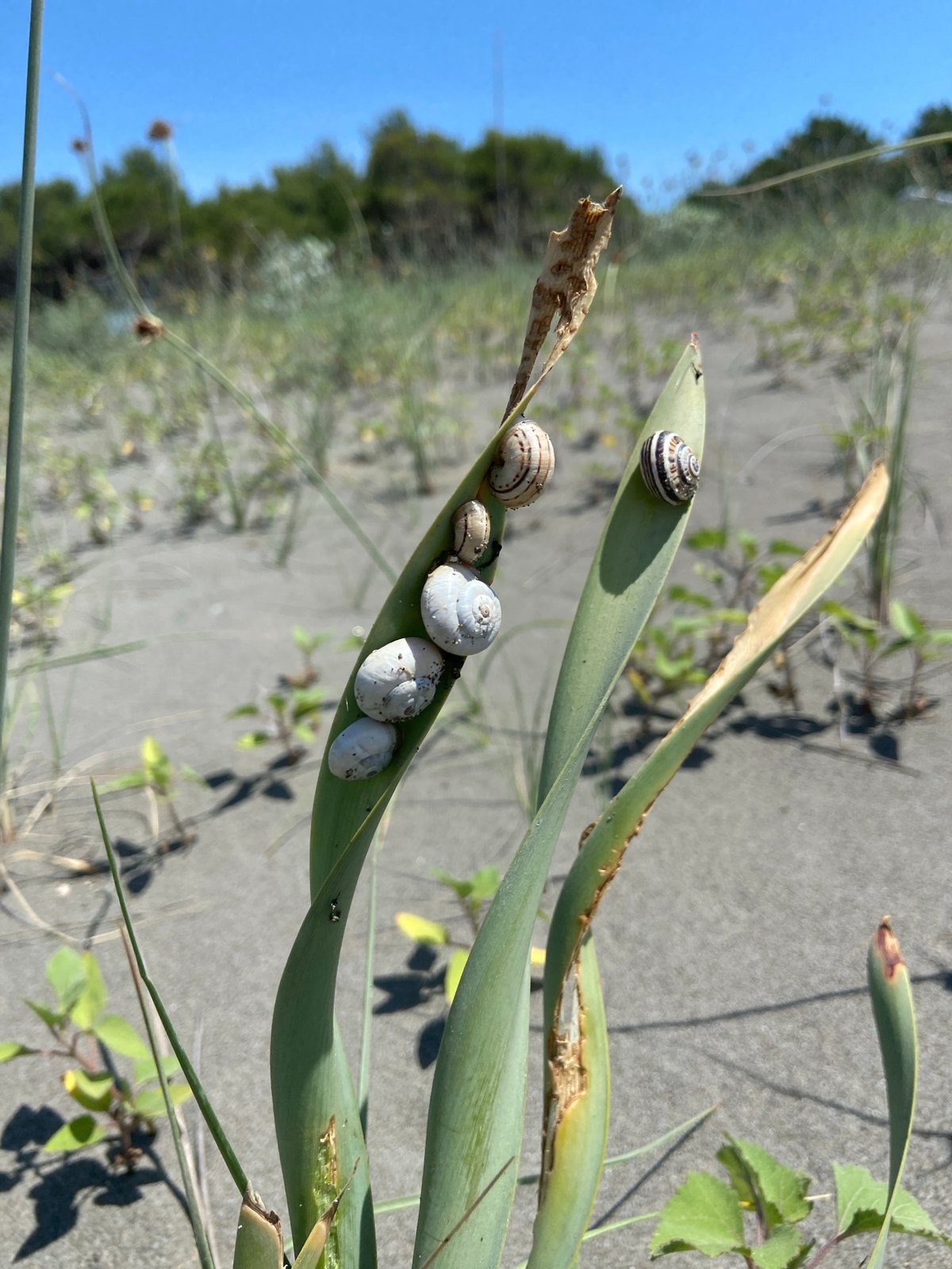 Nature observations: snails on leaves, beach scene documented