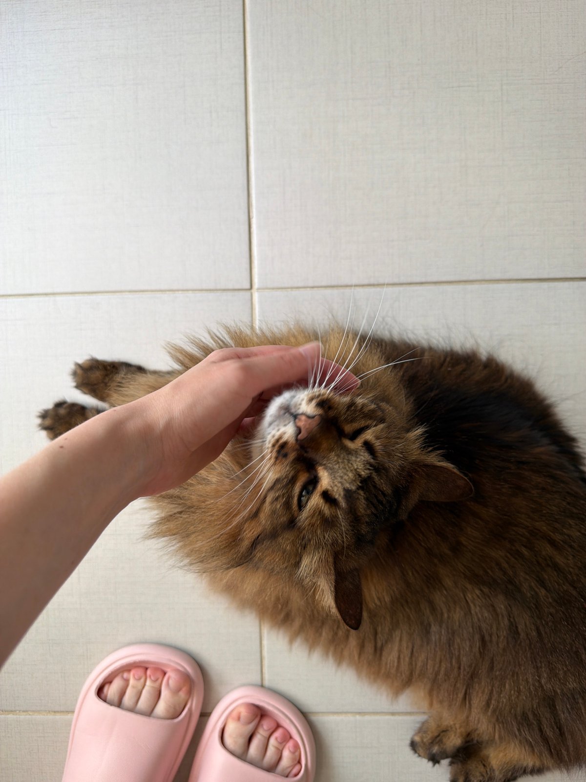 Lazy Kyiv morning: cat cuddles, fresh coffee, laptop streaming