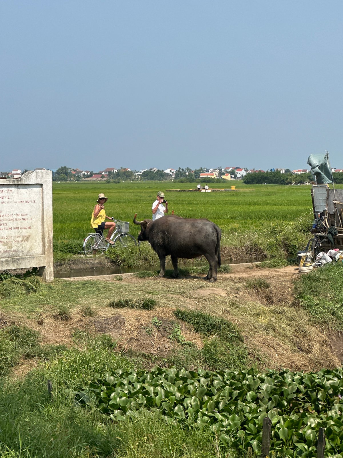 Water buffalo spotted near traffic barrier in rural Vietnam
