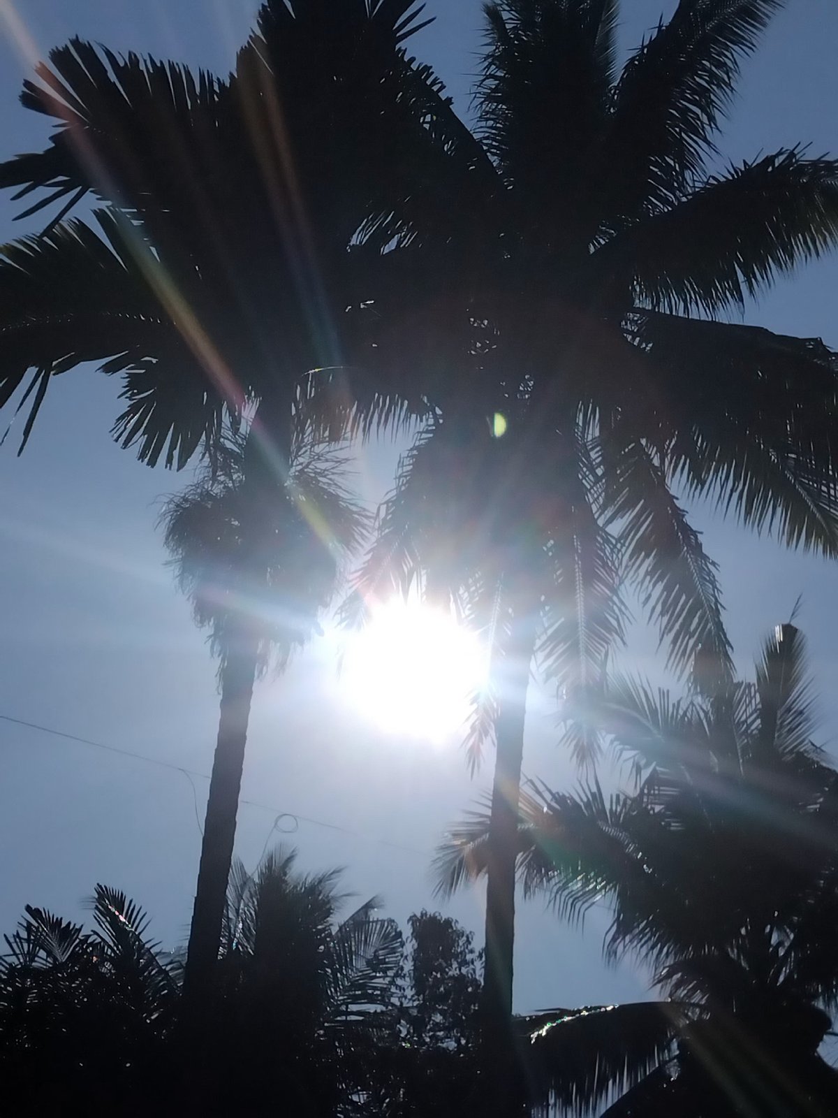 Morning fruit tree exploration in tropical Lhokseumawe
