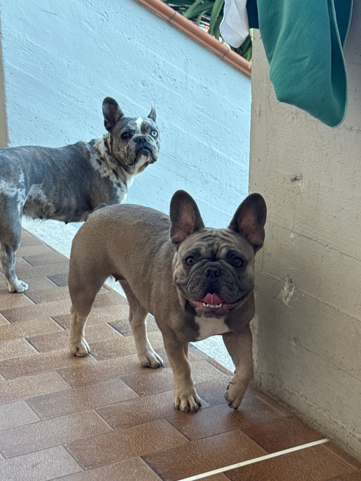 French Bulldogs on a patio, one dressed in pineapple print