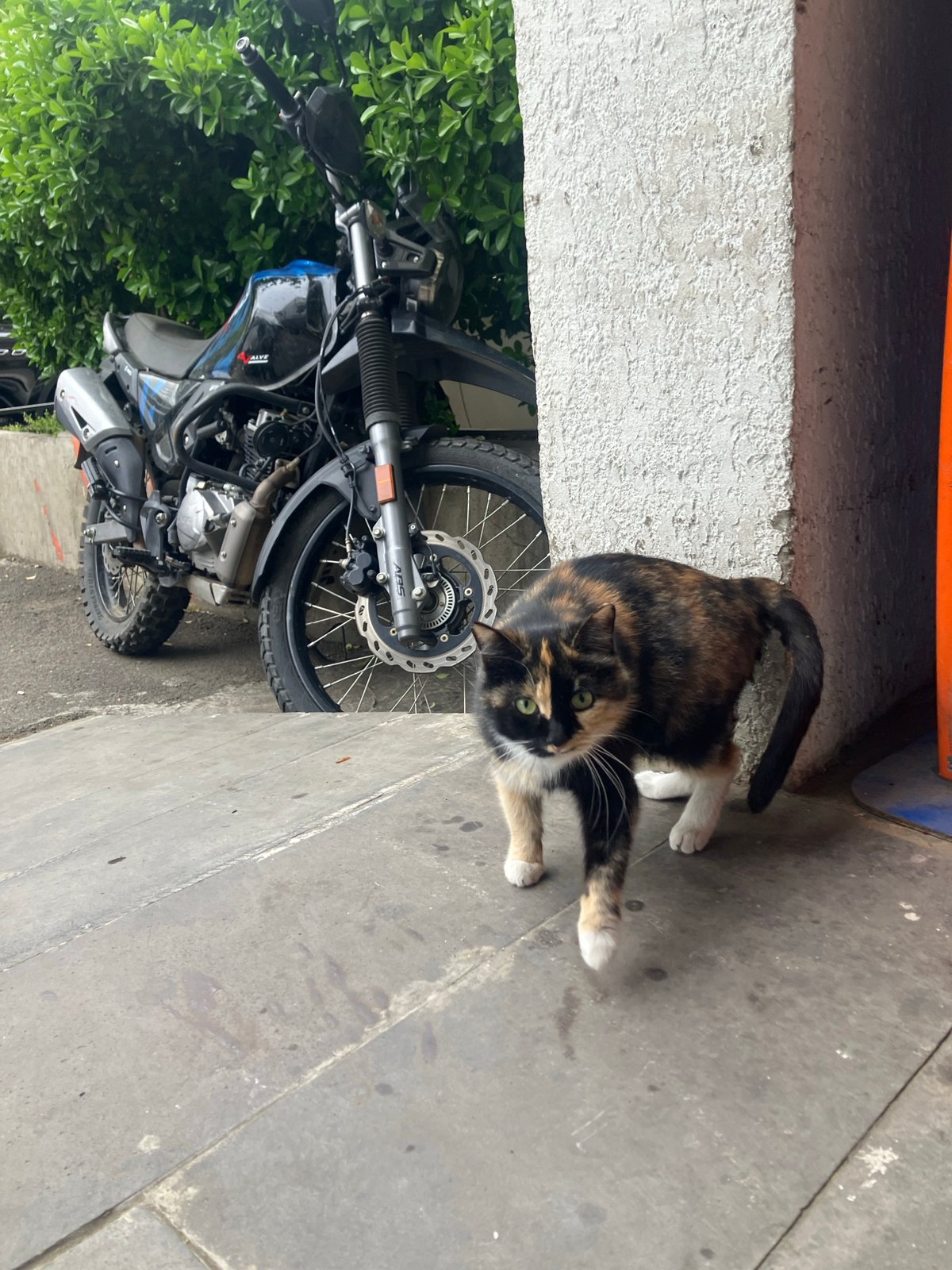 Calico cat spotted on pavement in Tbilisi