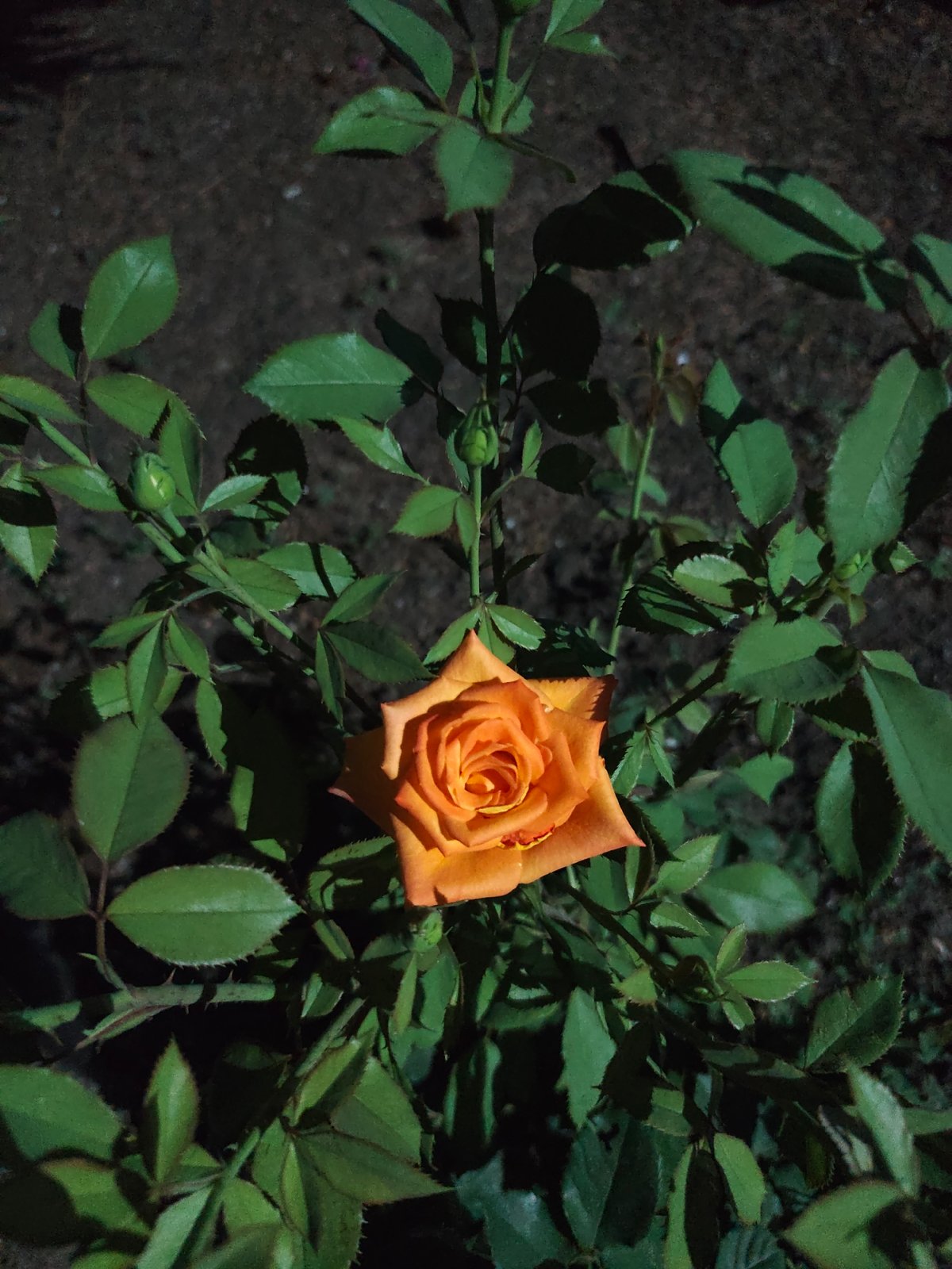 Evening in a Bălți garden: roses, twilight, and glowing ground lights