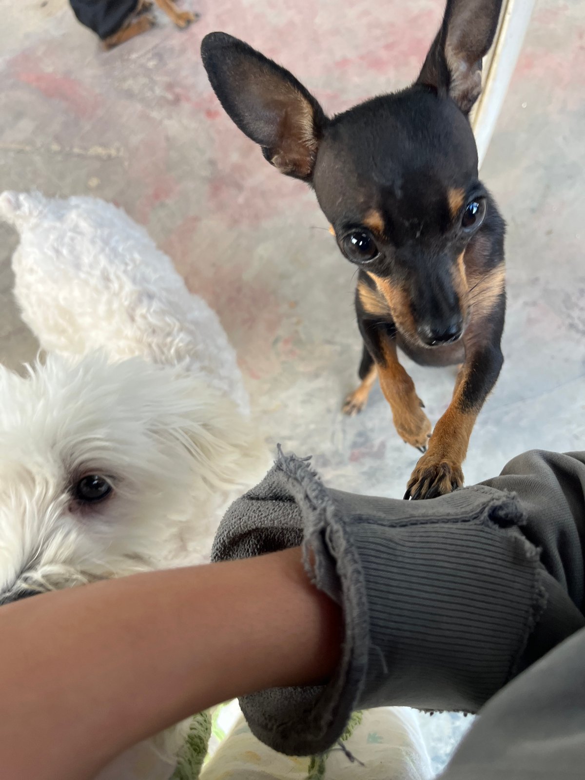 Dogs relaxing in a Juan Griego backyard at dusk