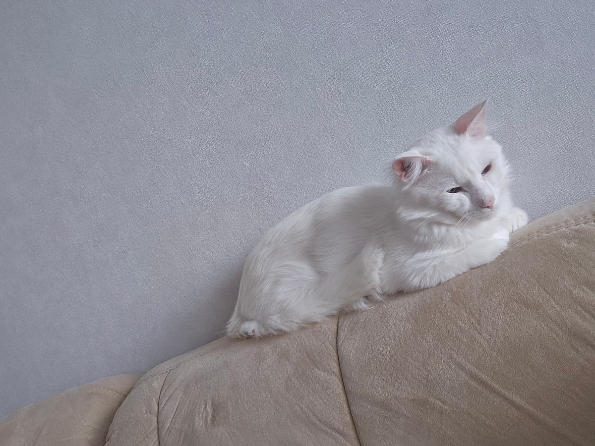 White cat dozing on a couch armrest in Sofia