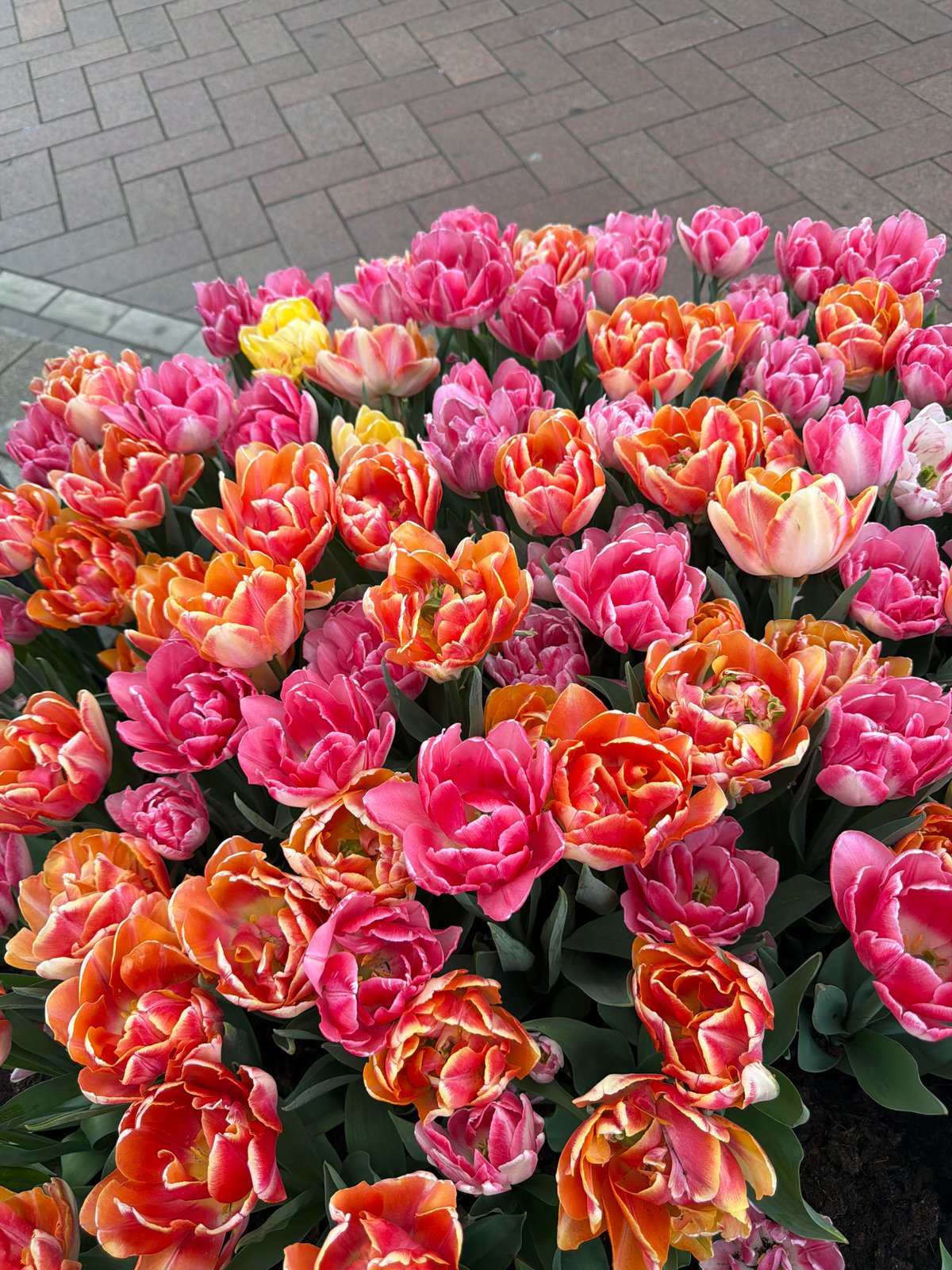 Colorful tulip display observed in Amsterdam