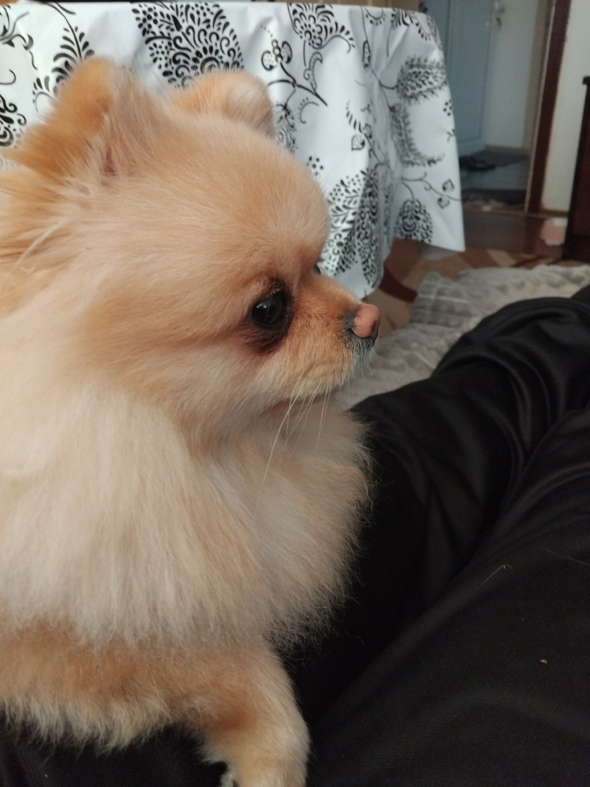Pomeranian Dog Resting Session Captured in Apriltsi, Bulgaria