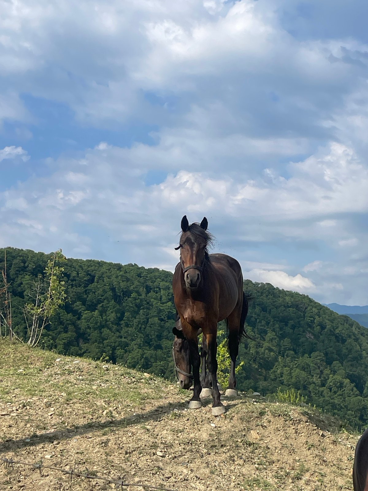 Horses grazing and snacking near the Sochi hills