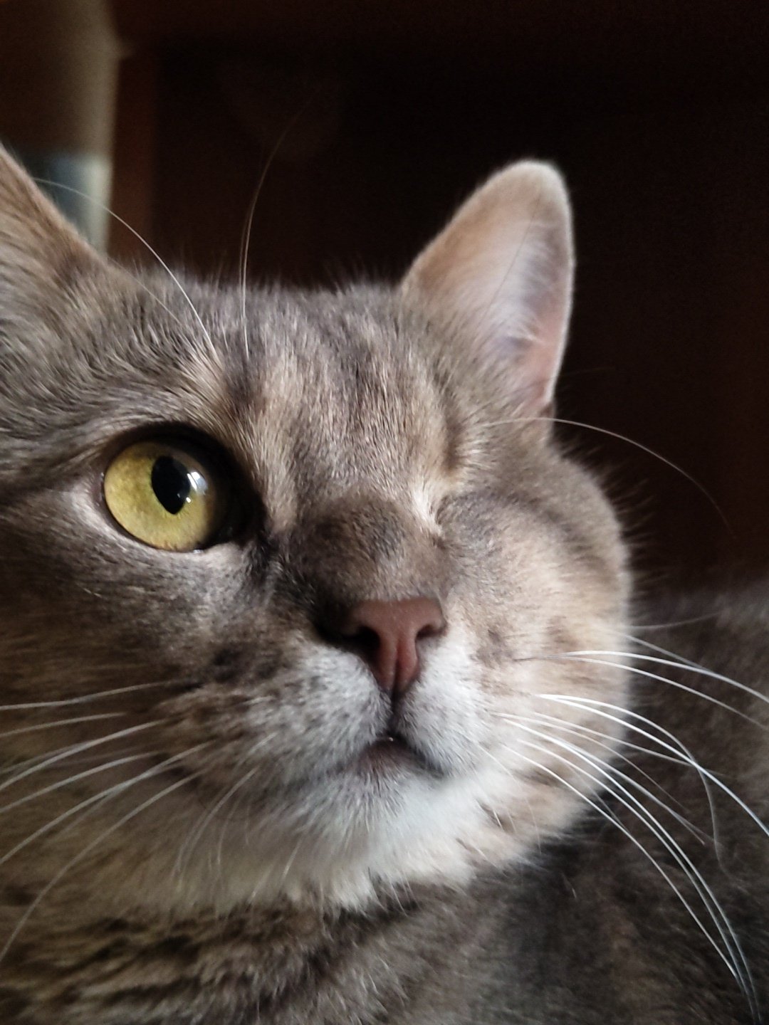 Grey tabby cat photographed winking, resting on various surfaces