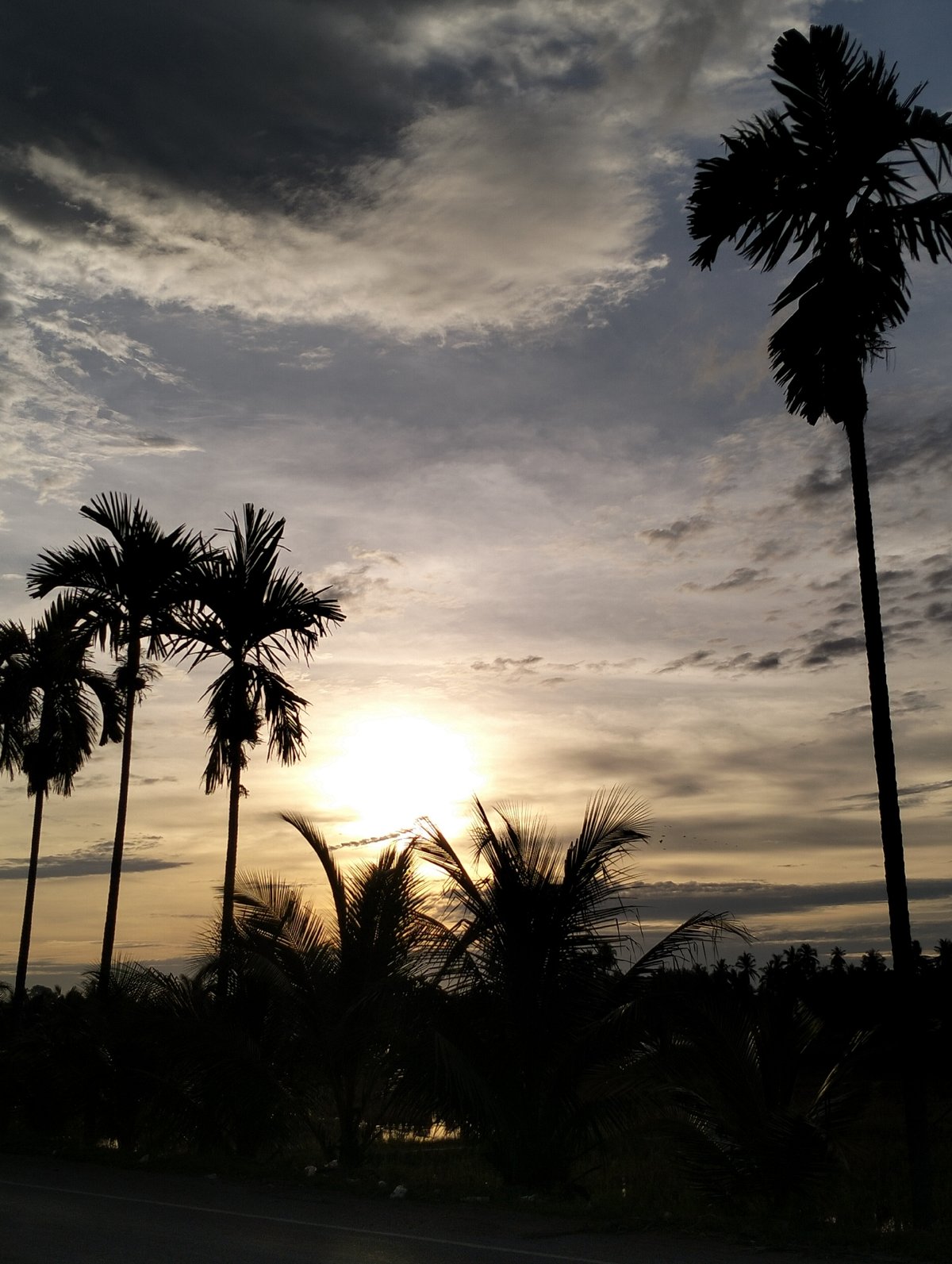 Rural scenes documented in Cotpuuk: sunset palms, flooded paddies