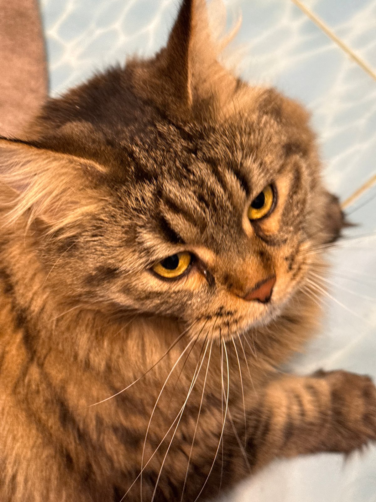 Brown tabby cat photographed in close-up shots in Izhevsk