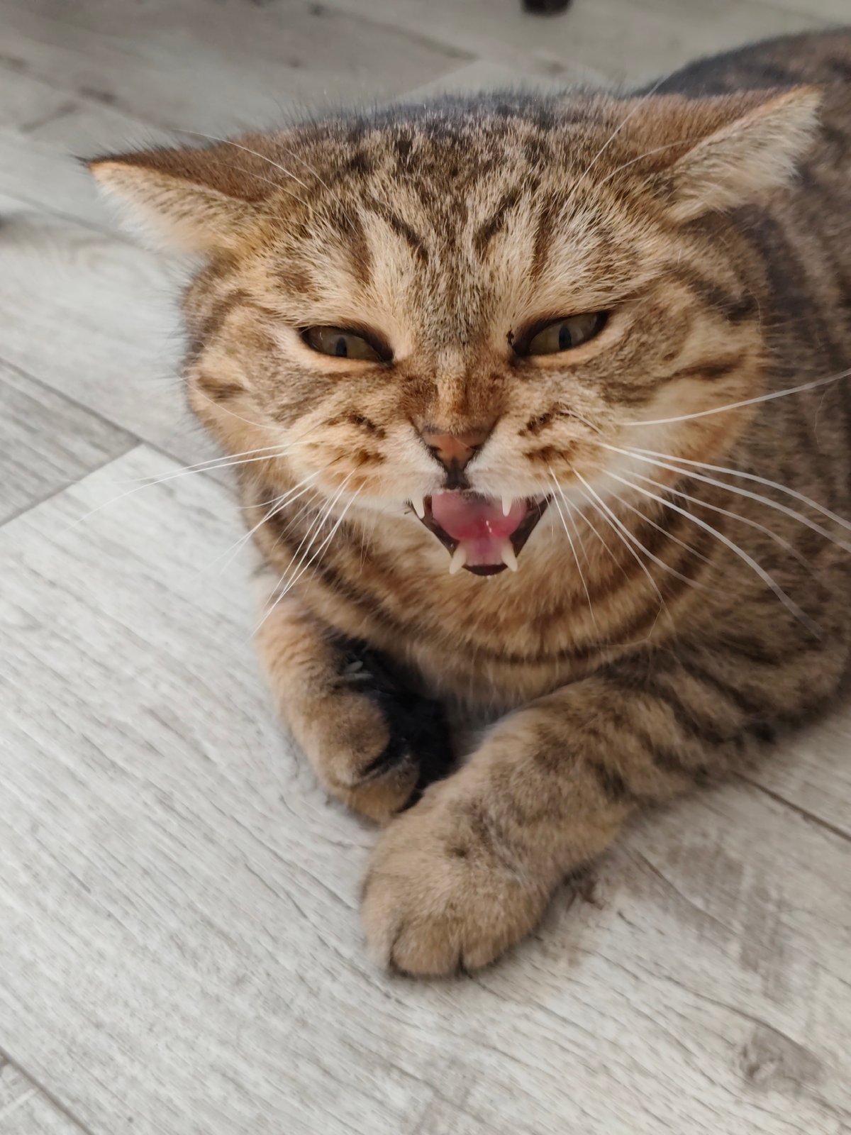 Tabby cat chilling on a wood floor in Komsomolsk-on-Amur
